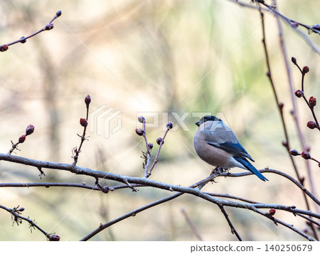 bullfinch perched on a branch bullfinch perched on a branch 140250679