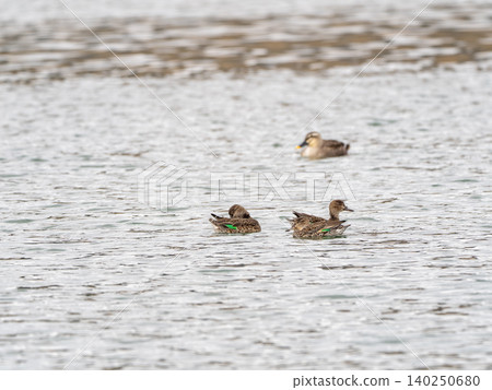 Teal swimming in a winter river Teal swimming in a winter river 140250680