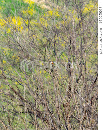 A spring landscape and a shrike in the distance 140250684