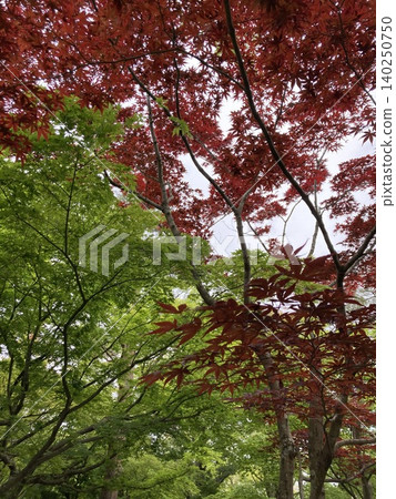 雙色楓葉:紅色和綠色 雙色楓葉:紅色和綠色 140250750