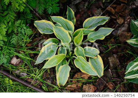 Beautiful Variegated Hosta Autumn Frost Perennial Plant Growing in Garden Beautiful Variegated Hosta Autumn Frost Perennial Plant Growing in Garden 140250754