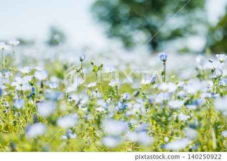A field of nemophila flowers, shining in the sunlight. 140250922