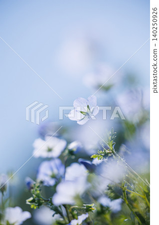 A single nemophila flower shines in the spring sunlight. 140250926