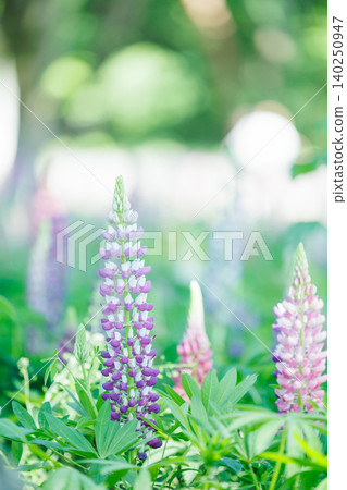 A cluster of purple lupines blooming in the summer park. A cluster of purple lupines blooming in the summer park. 140250947