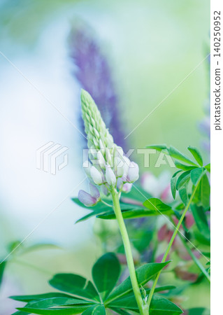 A close-up of a white lupine bud blooming in a summer field. A close-up of a white lupine bud blooming in a summer field. 140250952