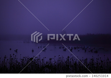 The fantastical scenery of Izunuma Lake shrouded in mist. The fantastical scenery of Izunuma Lake shrouded in mist. 140251014