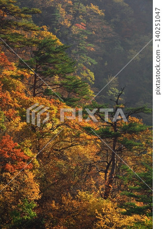 Autumn foliage on a mountainside shrouded in mist Autumn foliage on a mountainside shrouded in mist 140251047