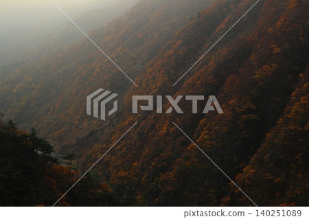 Autumn leaves trees Autumn leaves trees 140251089