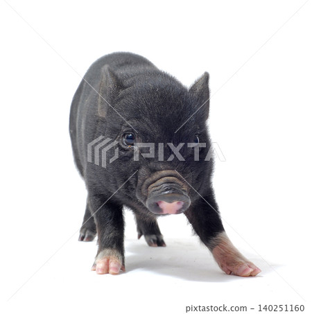 miniature pig in studio miniature pig in studio 140251160