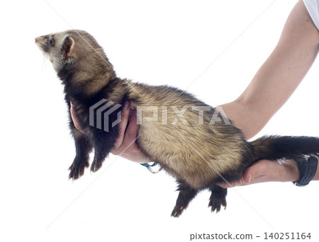 brown ferret in studio brown ferret in studio 140251164