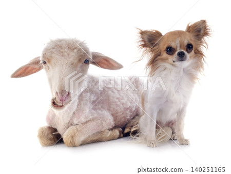 young lamb and chihuahua 140251165