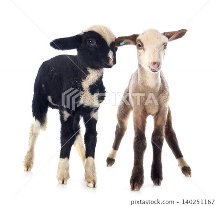young lambs young lambs 140251167