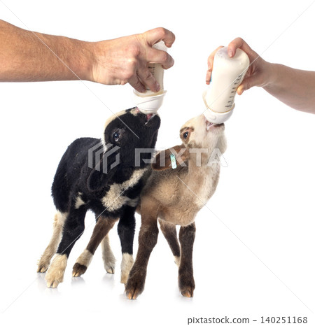 young lamb sucking young lamb sucking 140251168