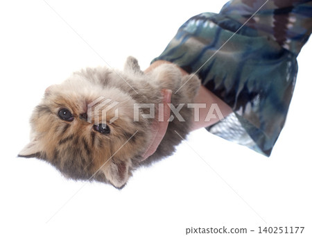 kitten exotic shorthair in hand kitten exotic shorthair in hand 140251177