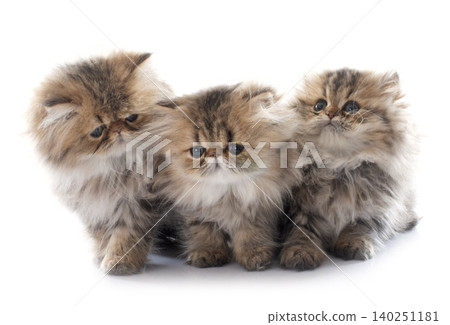 persian kitten persian kitten 140251181