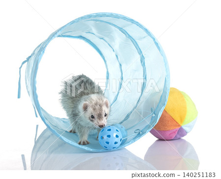 gray ferret in studio gray ferret in studio 140251183