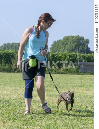 training of bull terrier 140251185