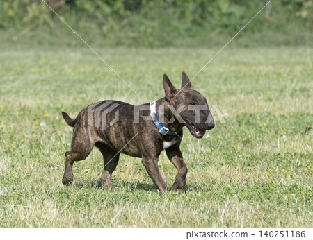 training of bull terrier training of bull terrier 140251186