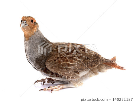 Grey partridge in studio Grey partridge in studio 140251187