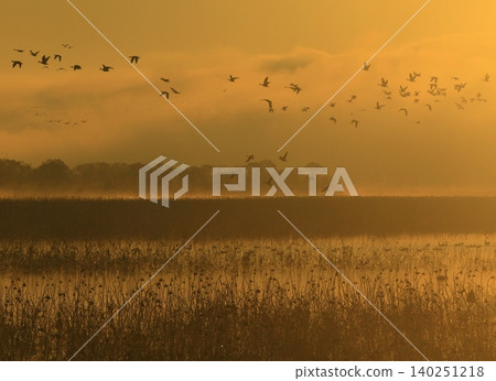 A flock of geese floating on the lake surface at dawn. A flock of geese floating on the lake surface at dawn. 140251218