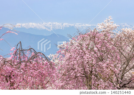 Iizunayama Park, a famous cherry blossom viewing spot in Morohigashibo, Komoro City, Nagano Prefecture, offers views of the unique Komoro Yaebenishidare cherry blossoms, Somei Yoshino cherry blossoms, and the snow-capped Northern Alps. 140251440