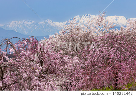 Iizunayama Park, a famous cherry blossom viewing spot in Morohigashibo, Komoro City, Nagano Prefecture, offers views of the unique Komoro Yaebenishidare cherry blossoms, Somei Yoshino cherry blossoms, and the snow-capped Northern Alps. Iizunayama Park, a famous cherry blossom viewing spot in Morohigashibo, Komoro City, Nagano Prefecture, offers views of the unique Komoro Yaebenishidare cherry blossoms, Somei Yoshino cherry blossoms, and the snow-capped Northern Alps. 140251442