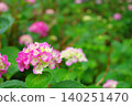 Delicate hydrangeas that add color to the rainy season 140251470