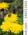 Honeybees feeding on dandelion nectar 140251602