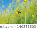 A bear sucking rape blossoms nectar 140251603