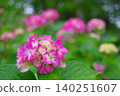 Vibrant hydrangeas add color to the rainy season 140251607