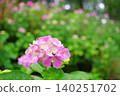 A scene of early summer adorned with hydrangeas covered in raindrops. 140251702