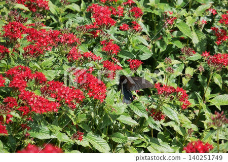 Red salvia flowers and butterflies Red salvia flowers and butterflies 140251749