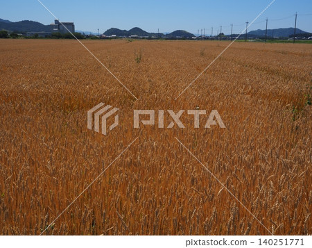 Wheat field 140251771