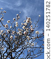 White plum blossoms in full bloom at Matsumoto Castle, against a backdrop of blue sky. 140251782