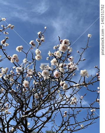White plum blossoms in full bloom at Matsumoto Castle, against a backdrop of blue sky. White plum blossoms in full bloom at Matsumoto Castle, against a backdrop of blue sky. 140251782