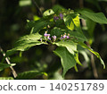 Murasakusibi花 140251789