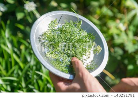 Freshly picked carrot leaves in an aluminum dish Freshly picked carrot leaves in an aluminum dish 140251791