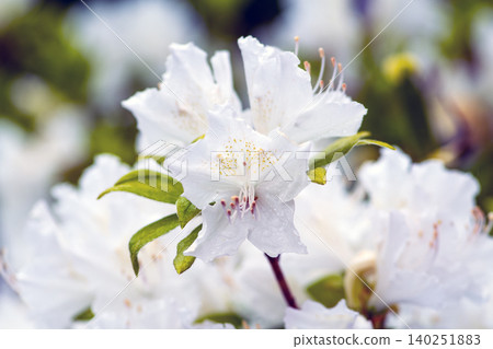 Transparent azalea flowers Transparent azalea flowers 140251883