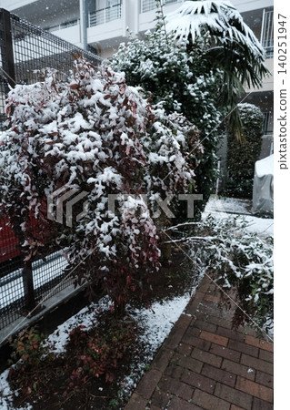 冬日陽台上,積雪覆蓋著紅褐色的樹葉。 冬日陽台上,積雪覆蓋著紅褐色的樹葉。 140251947