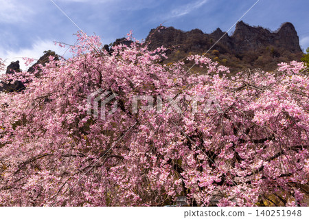 Kamikosaka, Shimonita-machi, Kanra-gun, Gunma Prefecture: Gunma Prefectural Forest Park Sakura-no-Sato - Weeping cherry blossoms and the view of Mt. Myogi. Kamikosaka, Shimonita-machi, Kanra-gun, Gunma Prefecture: Gunma Prefectural Forest Park Sakura-no-Sato - Weeping cherry blossoms and the view of Mt. Myogi. 140251948