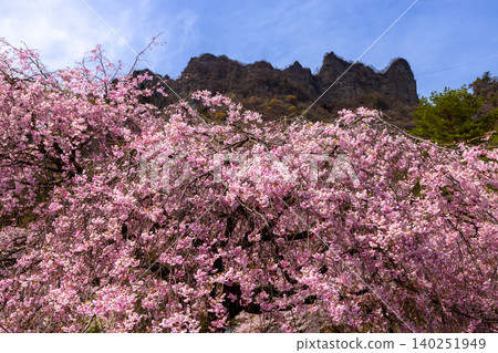 Kamikosaka, Shimonita-machi, Kanra-gun, Gunma Prefecture: Gunma Prefectural Forest Park Sakura-no-Sato - Weeping cherry blossoms and the view of Mt. Myogi. Kamikosaka, Shimonita-machi, Kanra-gun, Gunma Prefecture: Gunma Prefectural Forest Park Sakura-no-Sato - Weeping cherry blossoms and the view of Mt. Myogi. 140251949