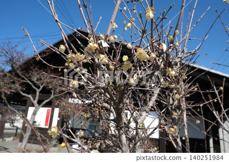一棵冬天光禿禿的李子樹和一棟老建築 一棵冬天光禿禿的李子樹和一棟老建築 140251984