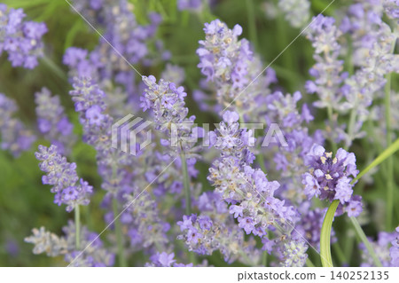 Blooming Purple Lavender Flowers Closeup in Garden Blooming Purple Lavender Flowers Closeup in Garden 140252135