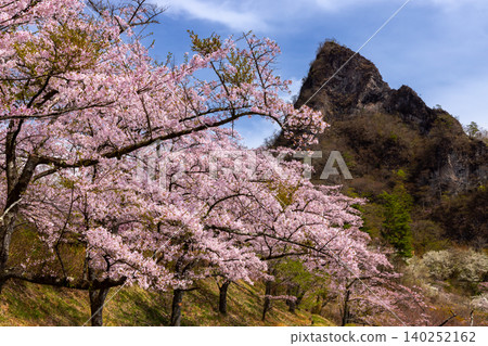Sakura-no-Sato Prefectural Forest Park, Kamikosaka, Shimonita-machi, Kanra-gun, Gunma Prefecture: A row of Somei Yoshino cherry trees and a landscape of unique rock formations at the foot of Mt. Myogi. Sakura-no-Sato Prefectural Forest Park, Kamikosaka, Shimonita-machi, Kanra-gun, Gunma Prefecture: A row of Somei Yoshino cherry trees and a landscape of unique rock formations at the foot of Mt. Myogi. 140252162