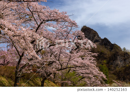 Sakura-no-Sato Prefectural Forest Park, Kamikosaka, Shimonita-machi, Kanra-gun, Gunma Prefecture: A row of Somei Yoshino cherry trees and a landscape of unique rock formations at the foot of Mt. Myogi. Sakura-no-Sato Prefectural Forest Park, Kamikosaka, Shimonita-machi, Kanra-gun, Gunma Prefecture: A row of Somei Yoshino cherry trees and a landscape of unique rock formations at the foot of Mt. Myogi. 140252163