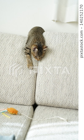 A tabby kitten eyeing something 140252170