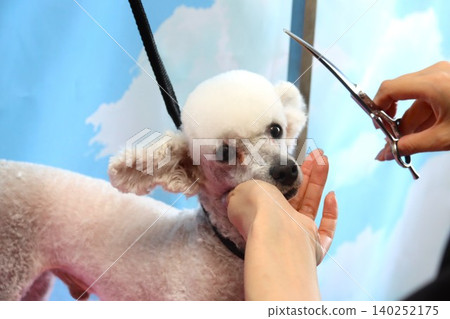 玩具貴賓犬貝利在美容時看起來非常可愛。 140252175