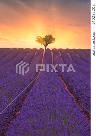 Lone tree standing against a glowing sunset over lavender rows. Vertical Provence field stretching toward warm horizon light. Dreamy purple countryside captured in tender evening hues. Serene floral Lone tree standing against a glowing sunset over lavender rows. Vertical Provence field stretching toward warm horizon light. Dreamy purple countryside captured in tender evening hues. Serene floral 140252208