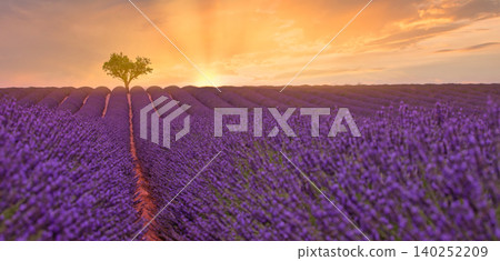 Wide golden sunset washing over rolling lavender rows and a distant tree. Expansive Provence field glowing in warm summer light. Breathtaking purple countryside stretching to the horizon. Dreamy flora 140252209