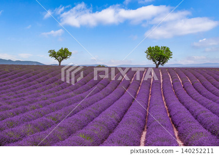 Stunning two trees rising from vibrant lavender rows beneath fluffy white clouds. Lush Provence field glowing in bright summer daylight. Picturesque purple countryside framed by a brilliant blue sky Stunning two trees rising from vibrant lavender rows beneath fluffy white clouds. Lush Provence field glowing in bright summer daylight. Picturesque purple countryside framed by a brilliant blue sky 140252211